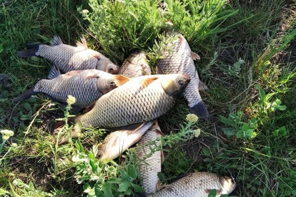 Romantismul de Noapte și Emoția de Zi: Pescuitul Comercial pe Lacul Hânca