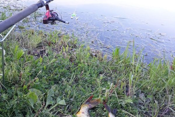 Pescuitul pe lacul Cibirica: o vacanță ideală pentru suflet și cu beneficii pentru captură